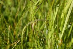 Carex echinata echinata