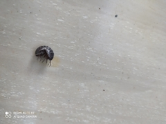 Armadillidium vulgare
