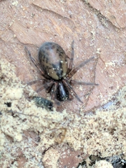 Amaurobius fenestralis