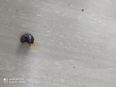 Armadillidium vulgare