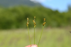 Carex echinata echinata