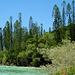 Araucaria Columnar de Nueva Caledonia - Photo (c) Mickaël T., algunos derechos reservados (CC BY)