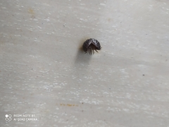 Armadillidium vulgare