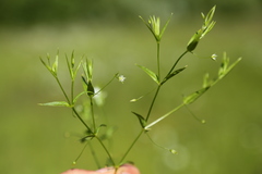 Stellaria calycantha