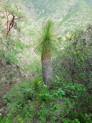 Yucca queretaroensis