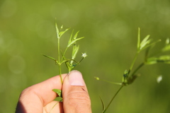 Stellaria calycantha
