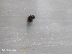 Armadillidium vulgare