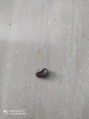 Armadillidium vulgare