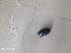 Armadillidium vulgare