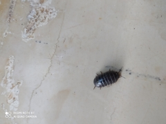 Armadillidium vulgare