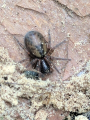 Amaurobius fenestralis