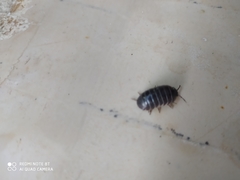 Armadillidium vulgare