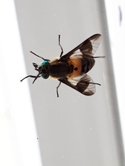 Chrysops viduatus