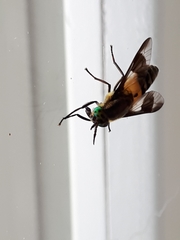 Chrysops viduatus