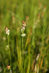 Triantha occidentalis