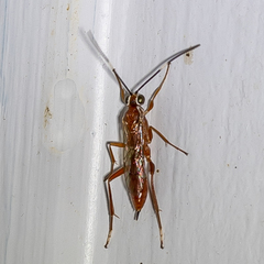 Pachysomoides fulvus