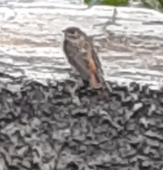 Phoenicurus ochruros