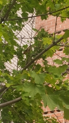 Phoenicurus ochruros