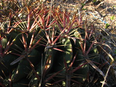 Ferocactus latispinus