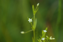 Stellaria calycantha
