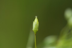 Stellaria calycantha