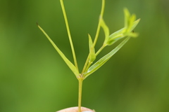 Stellaria calycantha