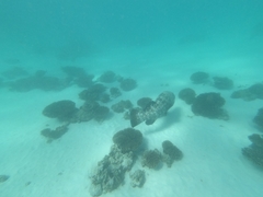 Epinephelus malabaricus