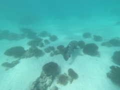 Epinephelus malabaricus