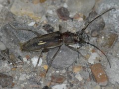 Eburia ovicollis