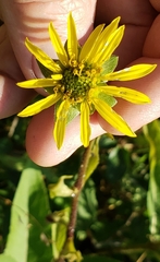 Silphium asteriscus latifolium