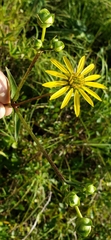 Silphium asteriscus latifolium