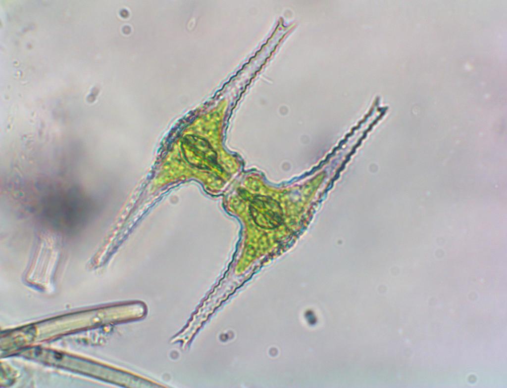 Staurastrum bicorne