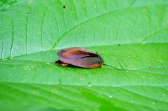 Rochaina mexicana