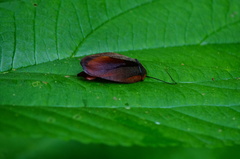 Rochaina mexicana