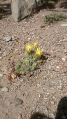 Mammillaria longimamma