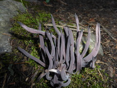 Alloclavaria purpurea