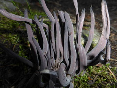 Alloclavaria purpurea