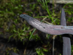 Alloclavaria purpurea