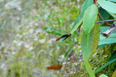 Siproeta epaphus epaphus