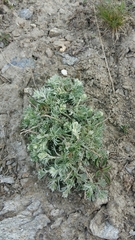 Artemisia genipi