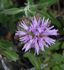 Monardella sheltonii