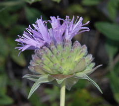 Monardella sheltonii