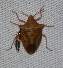 Euschistus ictericus