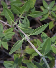 Monardella sheltonii