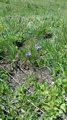 Veronica bellidioides