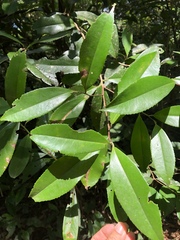 Pyrenaria microcarpa