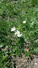 Cerastium latifolium
