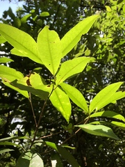 Pyrenaria microcarpa