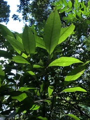 Pyrenaria microcarpa