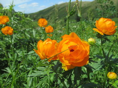 Trollius altaicus
